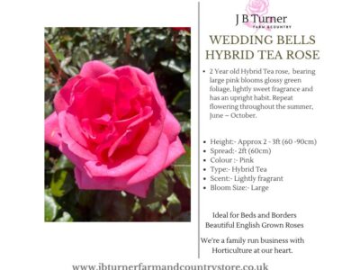 Wedding Bells FL Rose  Root Wrapped