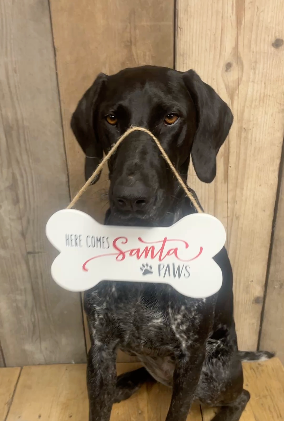 Here comes Santa Paws wooden plaque